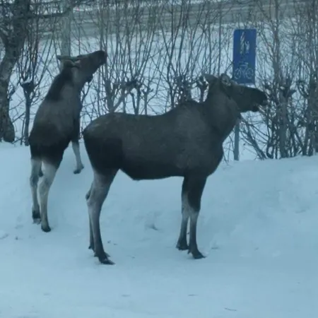 Comfy And Cozy شقة ترومسو